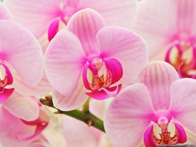 hybrid-orchids-wallpaper