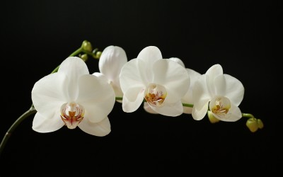 white-orchid-03855